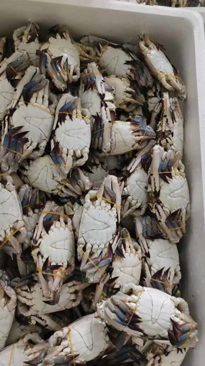 精品冷冻梭子蟹蟹煲餐饮优质好货，不做空壳蟹