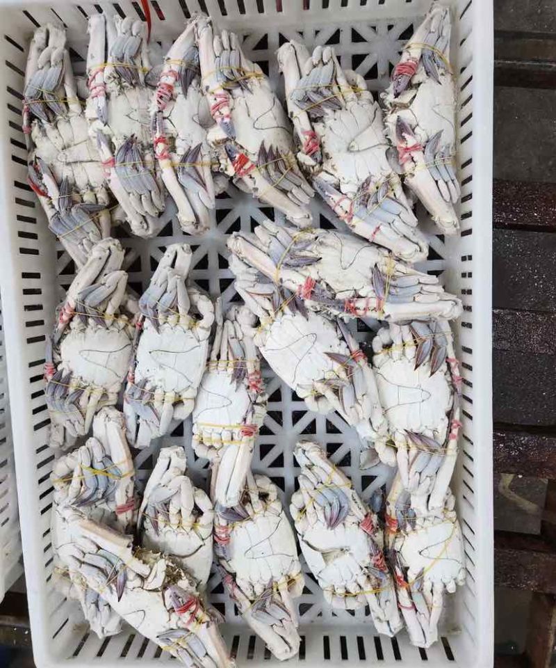 精品冷冻梭子蟹蟹煲餐饮优质好货，不做空壳蟹