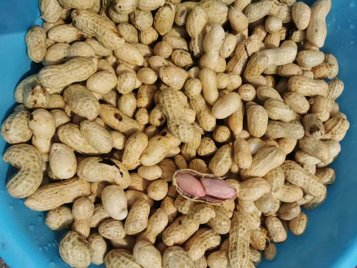 健康食用花生与瓜子的小贴士