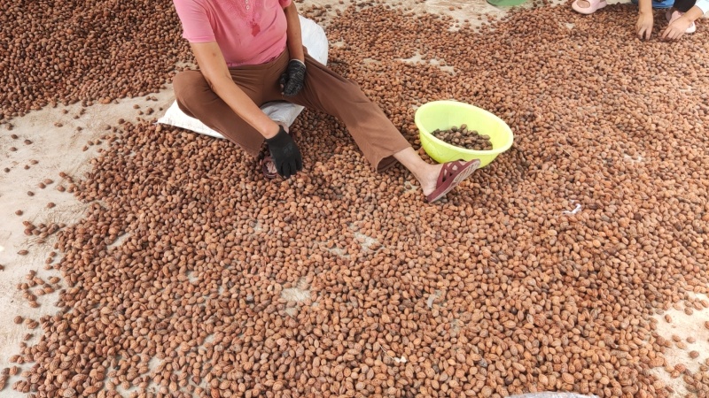 毛桃种子