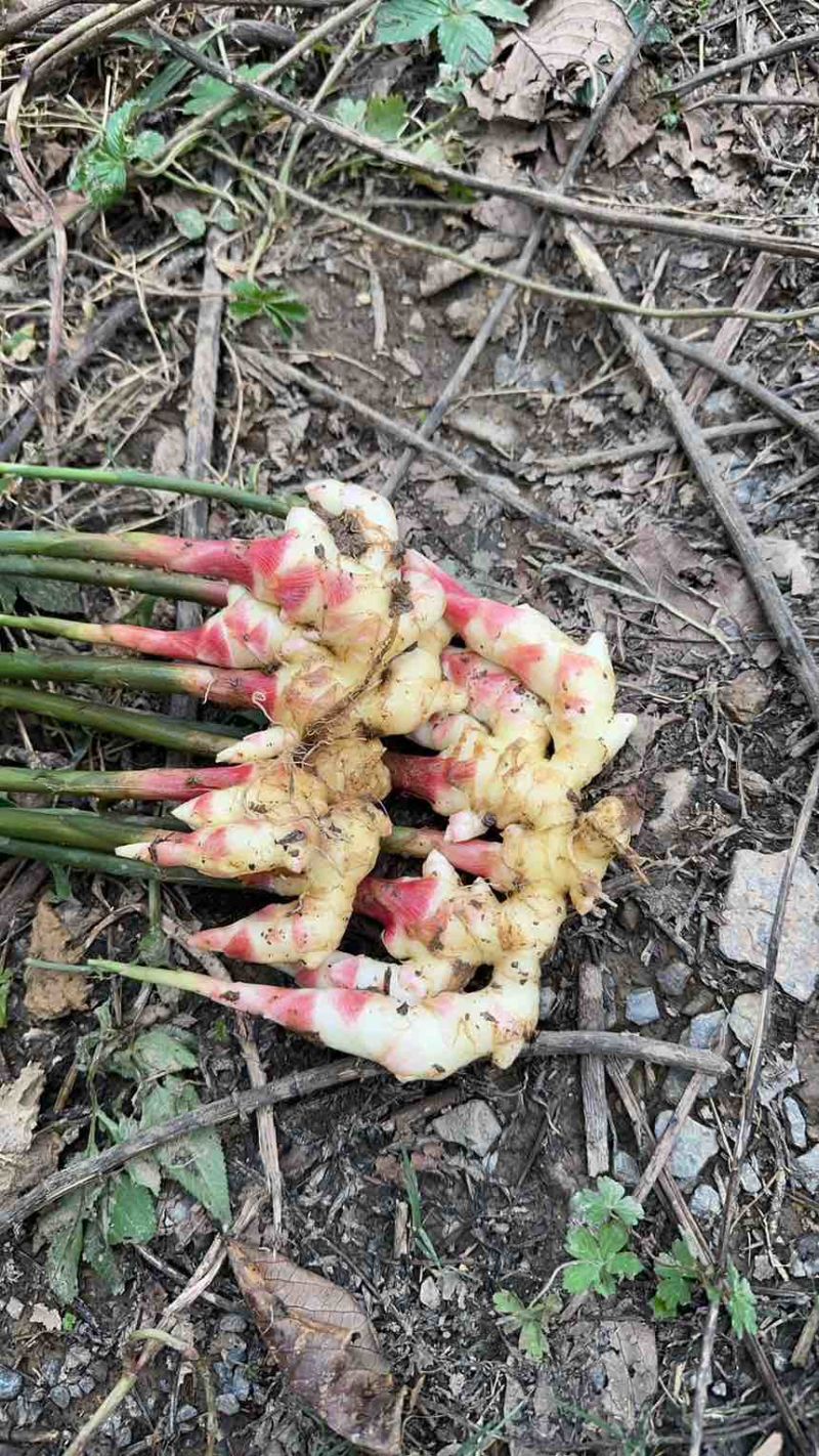 云南正宗山地小黄姜，通货