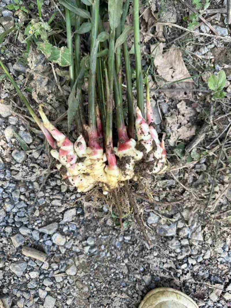 云南正宗山地小黄姜，通货