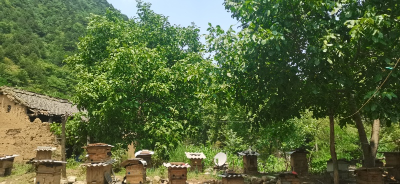 秦岭大山正宗土蜂蜜