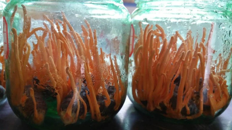 桑蚕蛹虫草