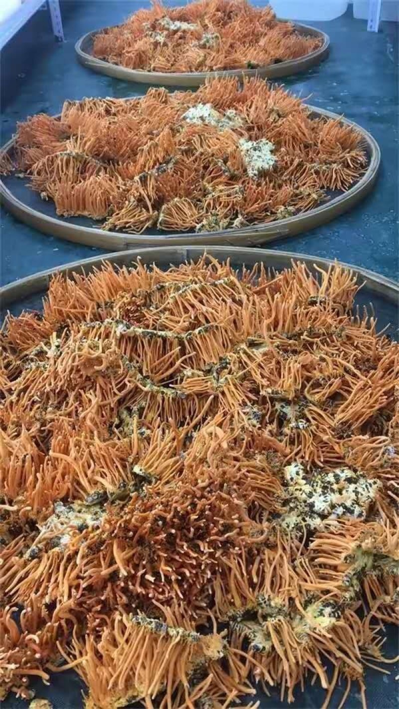 桑蚕蛹虫草