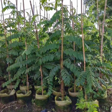 花旗木1至2米基地直销大小规格齐全质量优质