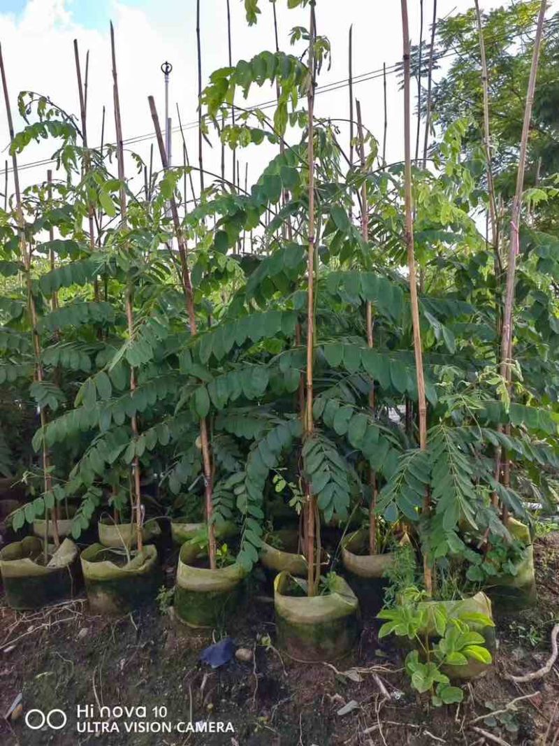 花旗木1至2米基地直销大小规格齐全质量优质