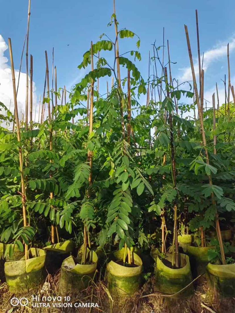 花旗木1至2米基地直销大小规格齐全质量优质