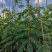 花旗木1至2米基地直销大小规格齐全质量优质