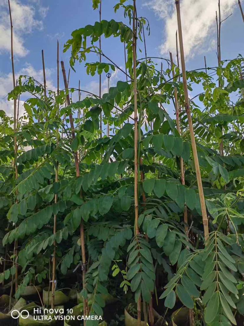 花旗木1至2米基地直销大小规格齐全质量优质