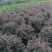 红花继木球60～1.5米基地直销大小规格齐全质量优质