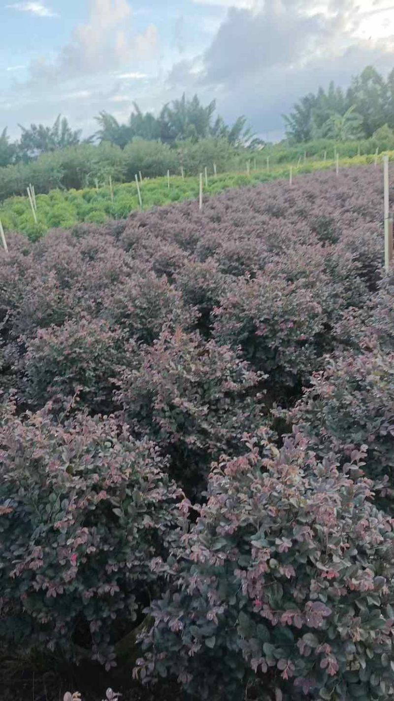 红花继木球60～1.5米基地直销大小规格齐全质量优质