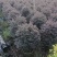 红花继木球60～1.5米基地直销大小规格齐全质量优质
