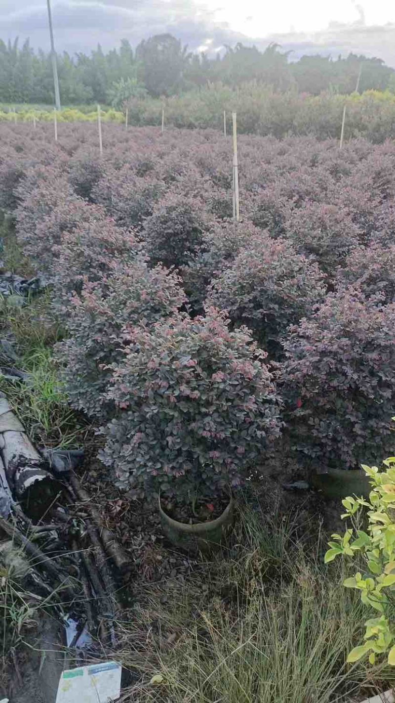 红花继木球60～1.5米基地直销大小规格齐全质量优质
