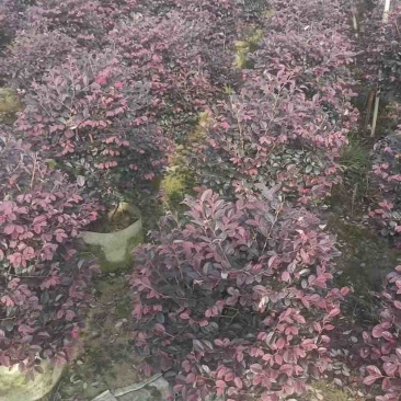 红花继木球60～1.5米基地直销大小规格齐全质量优质