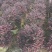 红花继木球60～1.5米基地直销大小规格齐全质量优质