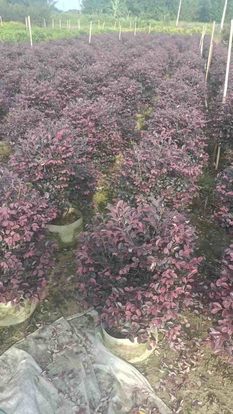 红花继木球60～1.5米基地直销大小规格齐全质量优质