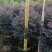 红花继木球60～1.5米基地直销大小规格齐全质量优质