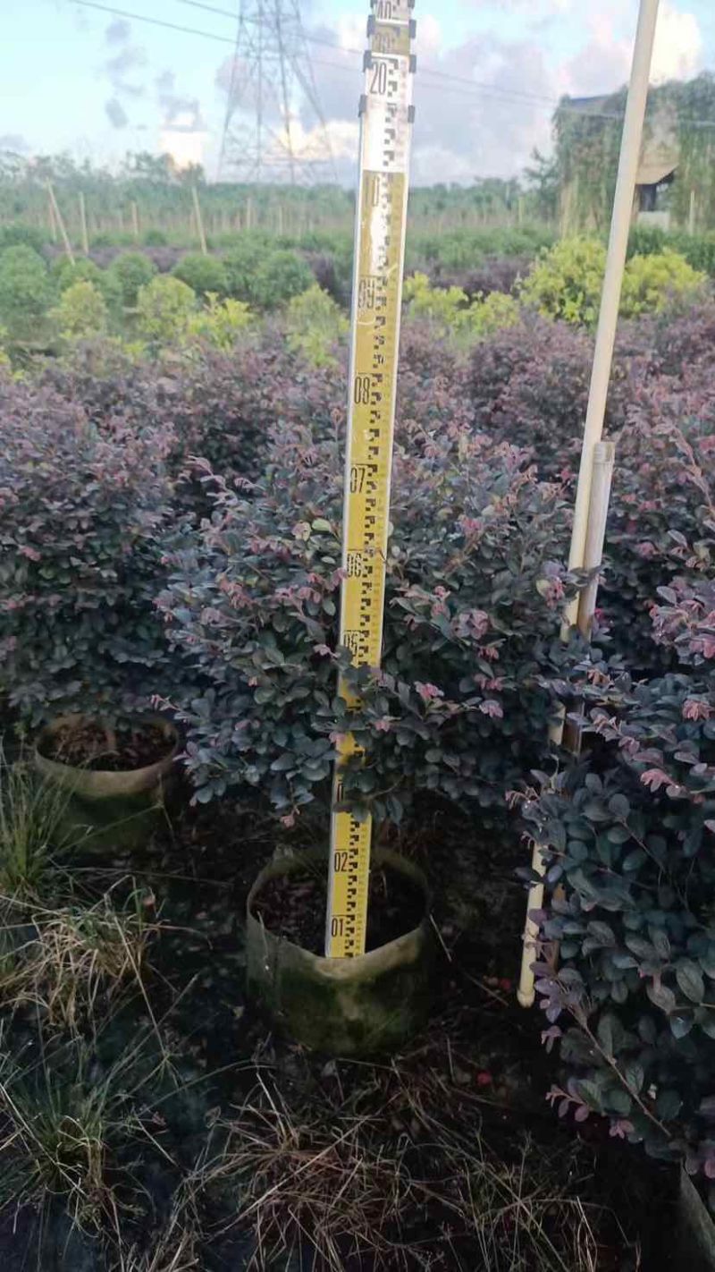 红花继木球60～1.5米基地直销大小规格齐全质量优质