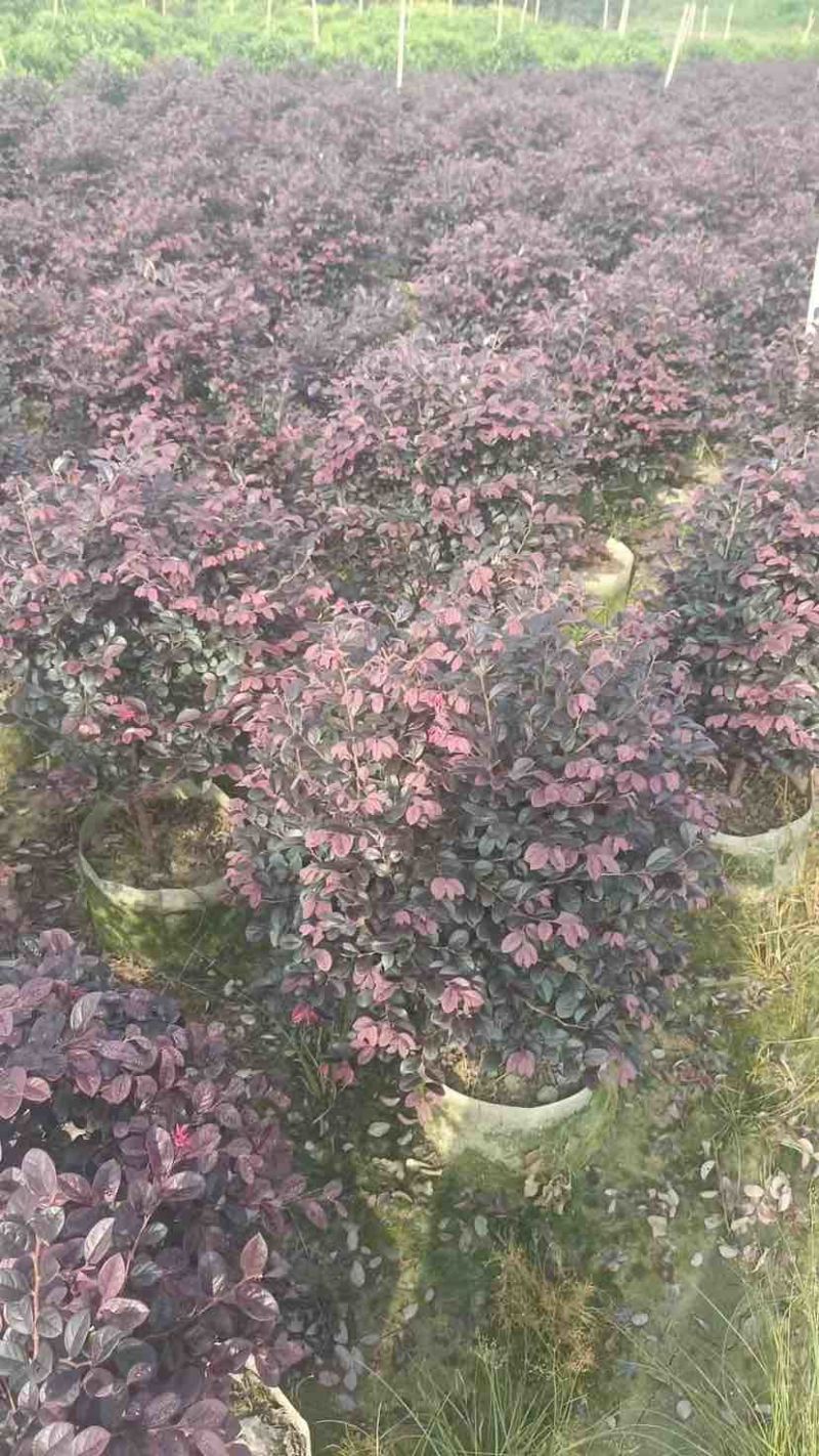 红花继木球60～1.5米基地直销大小规格齐全质量优质