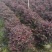 红花继木球60～1.5米基地直销大小规格齐全质量优质