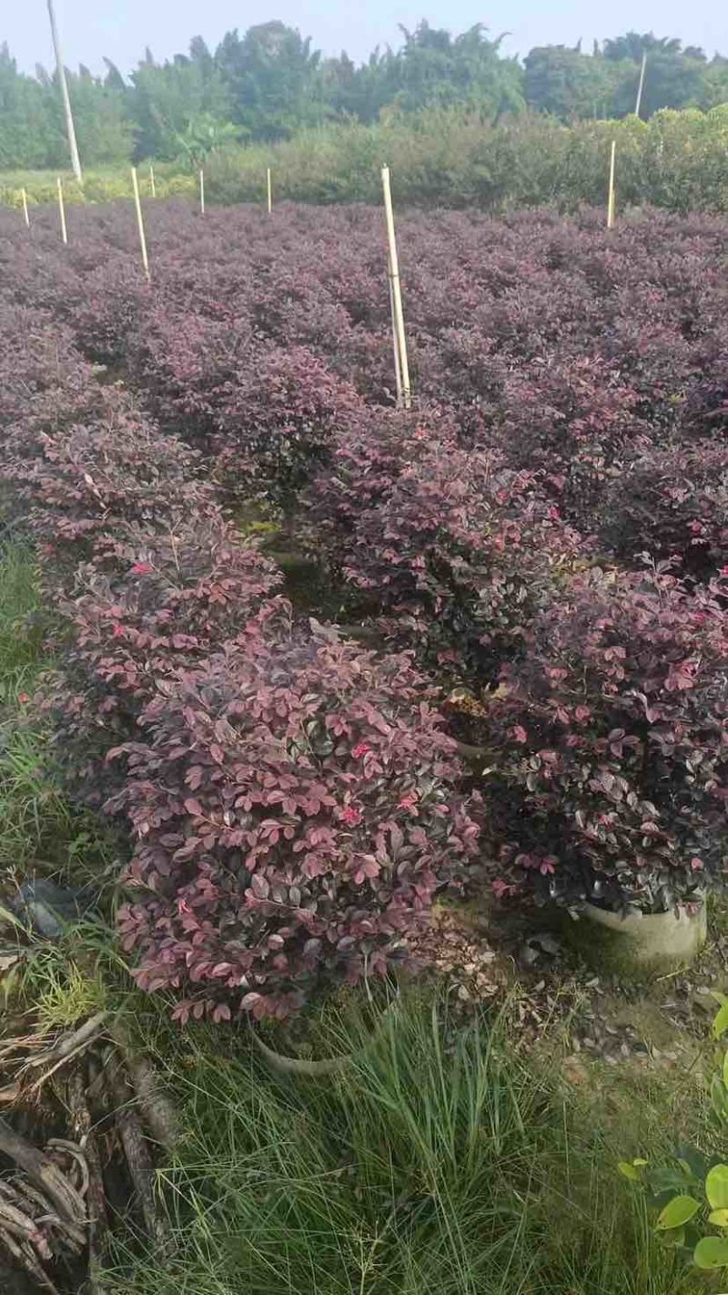 红花继木球60～1.5米基地直销大小规格齐全质量优质