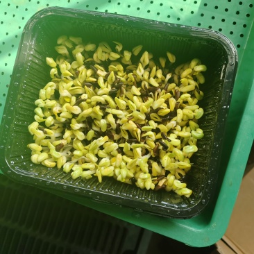 黑豆芽苗菜