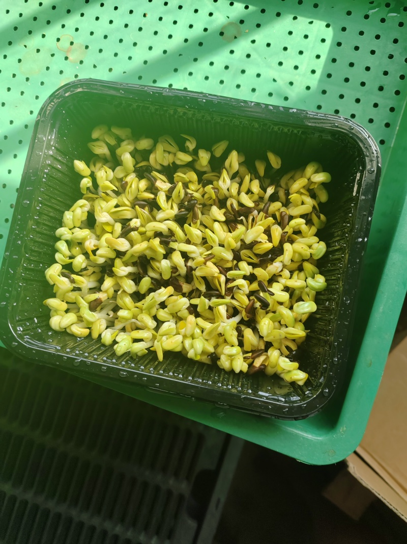 黑豆芽苗菜