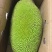 黄肉菠萝蜜一件代发，批发