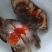 海捕冷冻满黄满膏精品大母梭子蟹三点红梭子蟹！做呛蟹腌制蟹首先