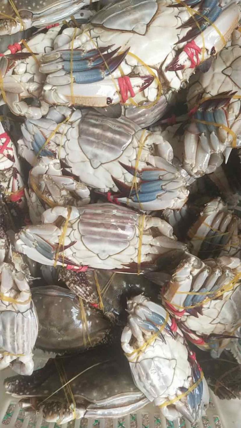 海捕冷冻满黄满膏精品大母梭子蟹三点红梭子蟹！做呛蟹腌制蟹首先