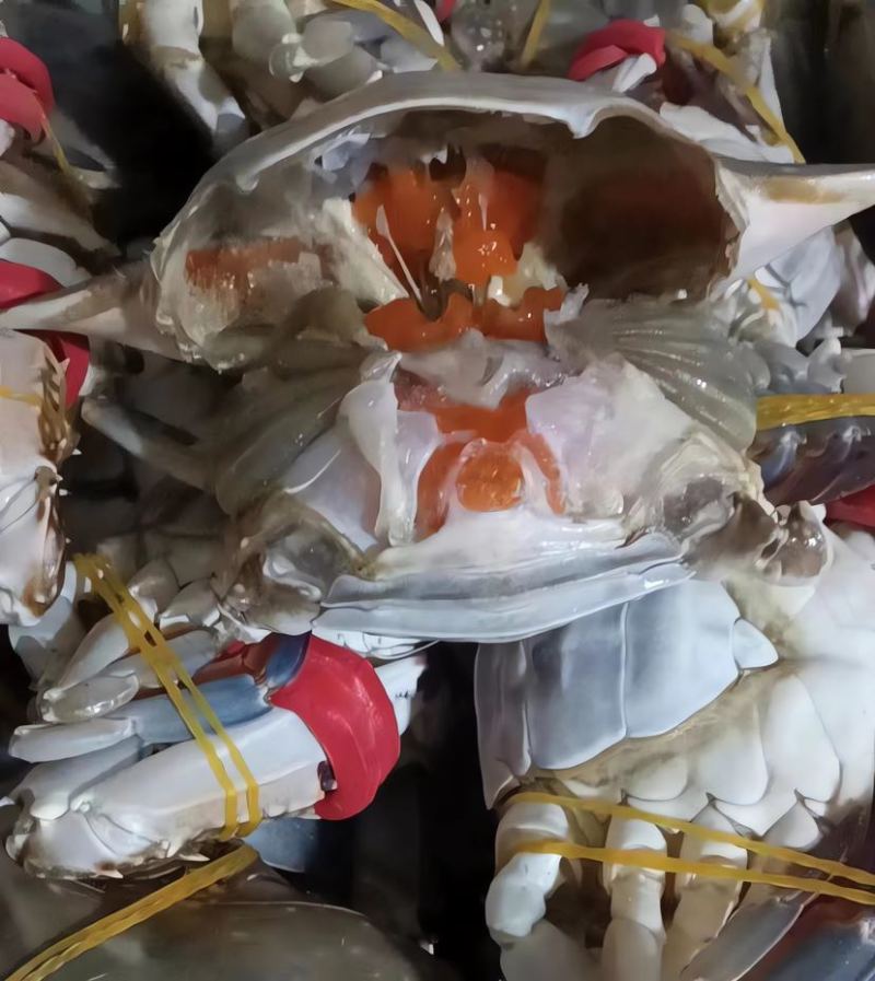 海捕冷冻满黄满膏精品大母梭子蟹三点红梭子蟹！做呛蟹腌制蟹首先