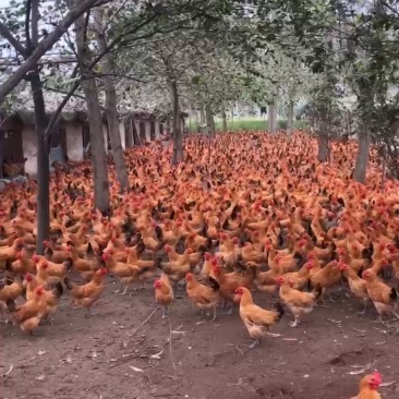 活禽草鸡