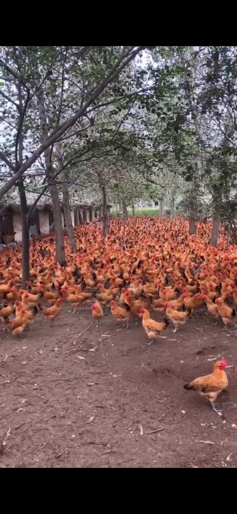 活禽草鸡