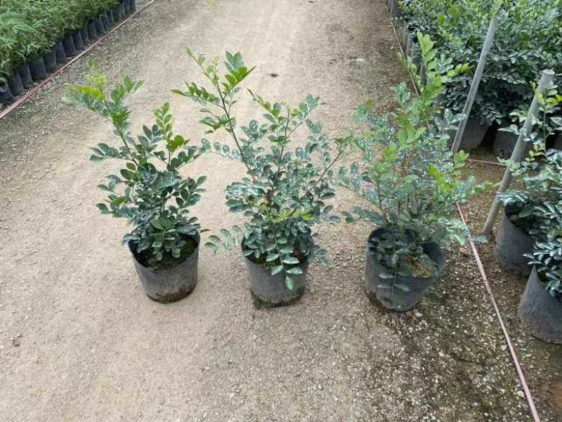 九里香7斤袋，各种规格低价出售