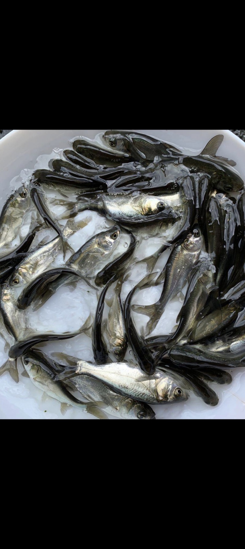 湖北鱼米之乡白鲢一斤40个左右