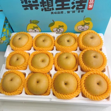 宁陵金顶谢花酥梨宁陵酥梨熟了秋月梨石桥镇葛天氏陵