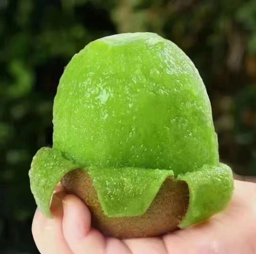 徐香猕猴桃果实特写