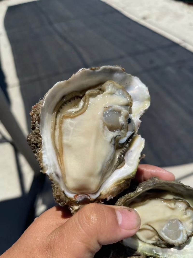 正宗湛江生蚝产地直销批发黄金三倍体。