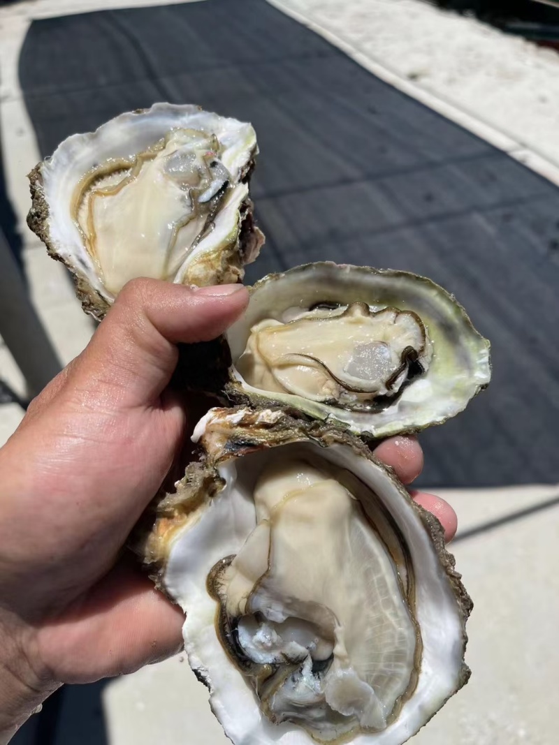 正宗湛江生蚝产地直销批发黄金三倍体。