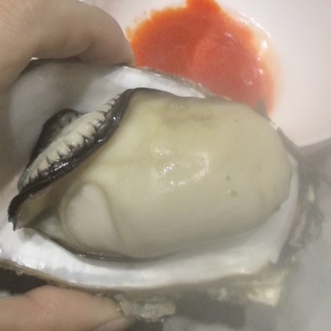 正宗湛江生蚝产地直销批发黄金三倍体。