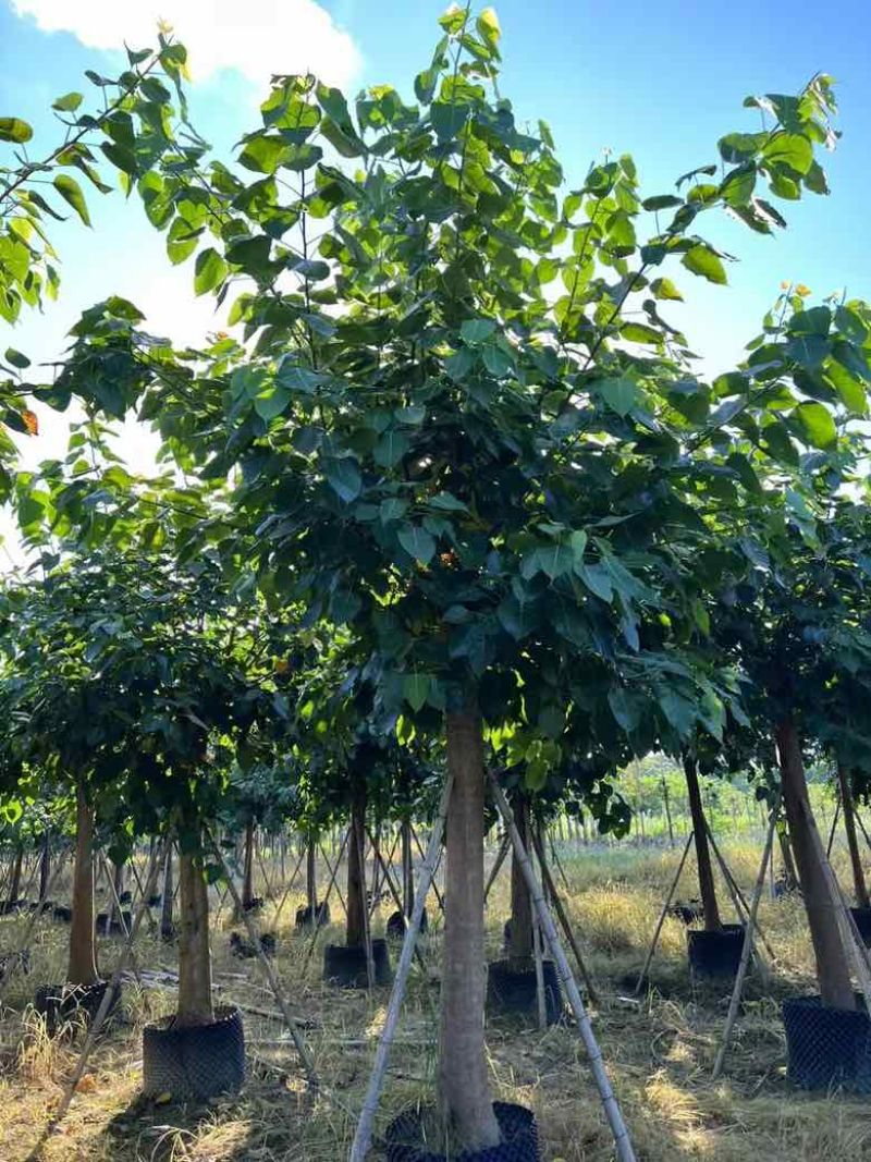 菩提榕3-20分，各种规格低价出售