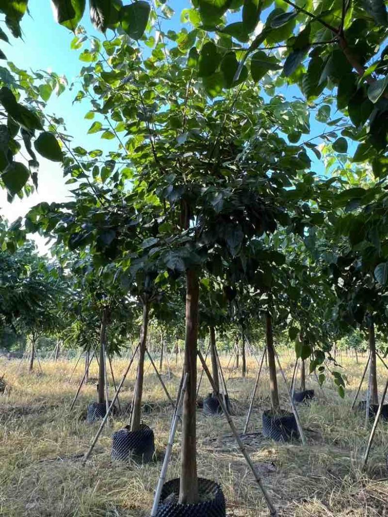 菩提榕3-20分，各种规格低价出售