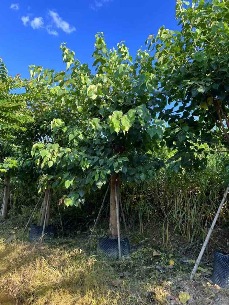 菩提榕3-20分，各种规格低价出售