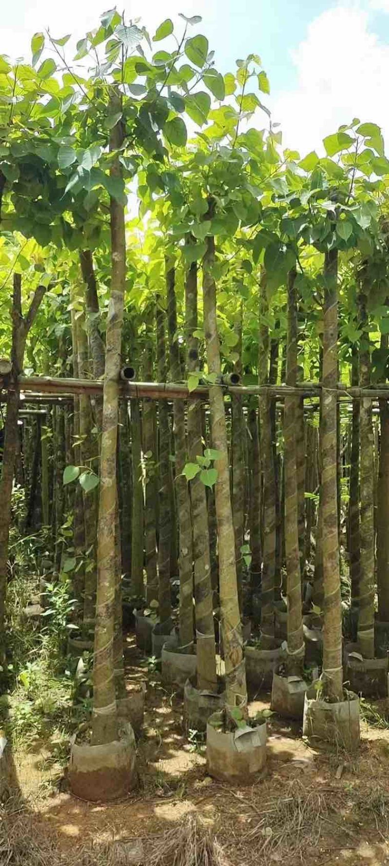 菩提榕3-20分，各种规格低价出售