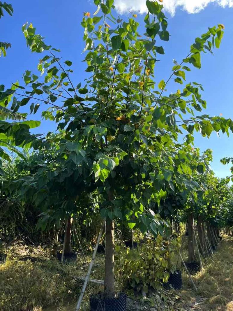 菩提榕3-20分，各种规格低价出售