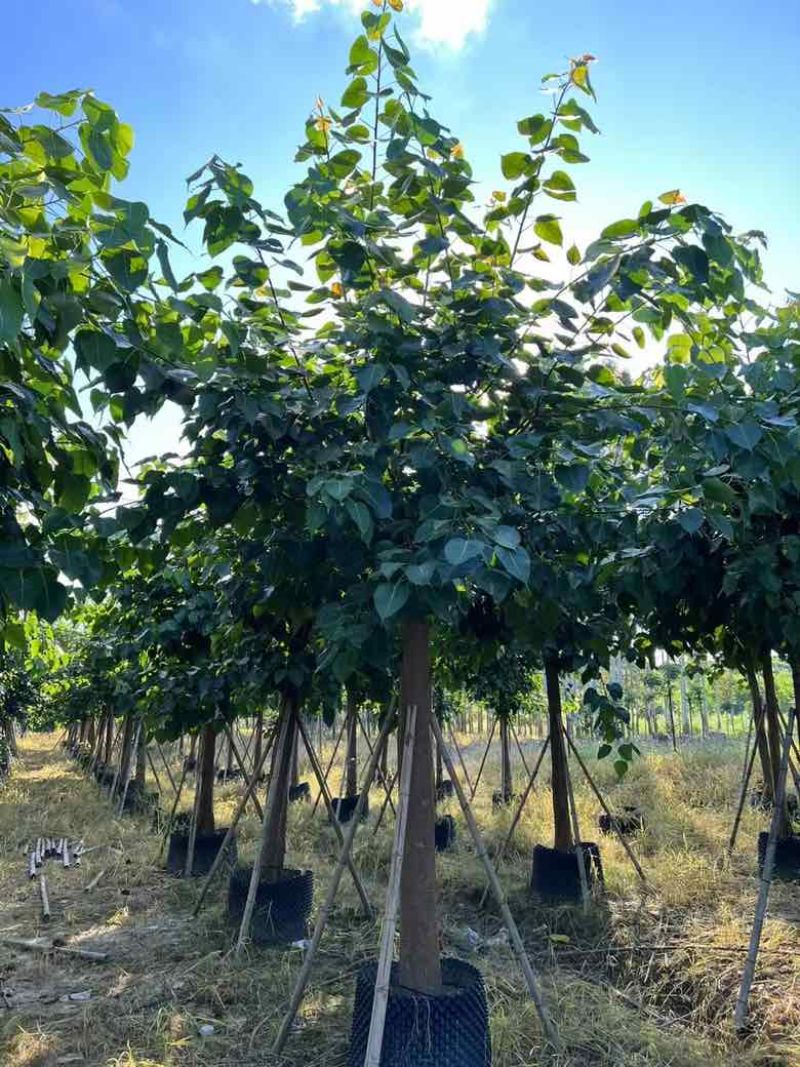 菩提榕3-20分，各种规格低价出售