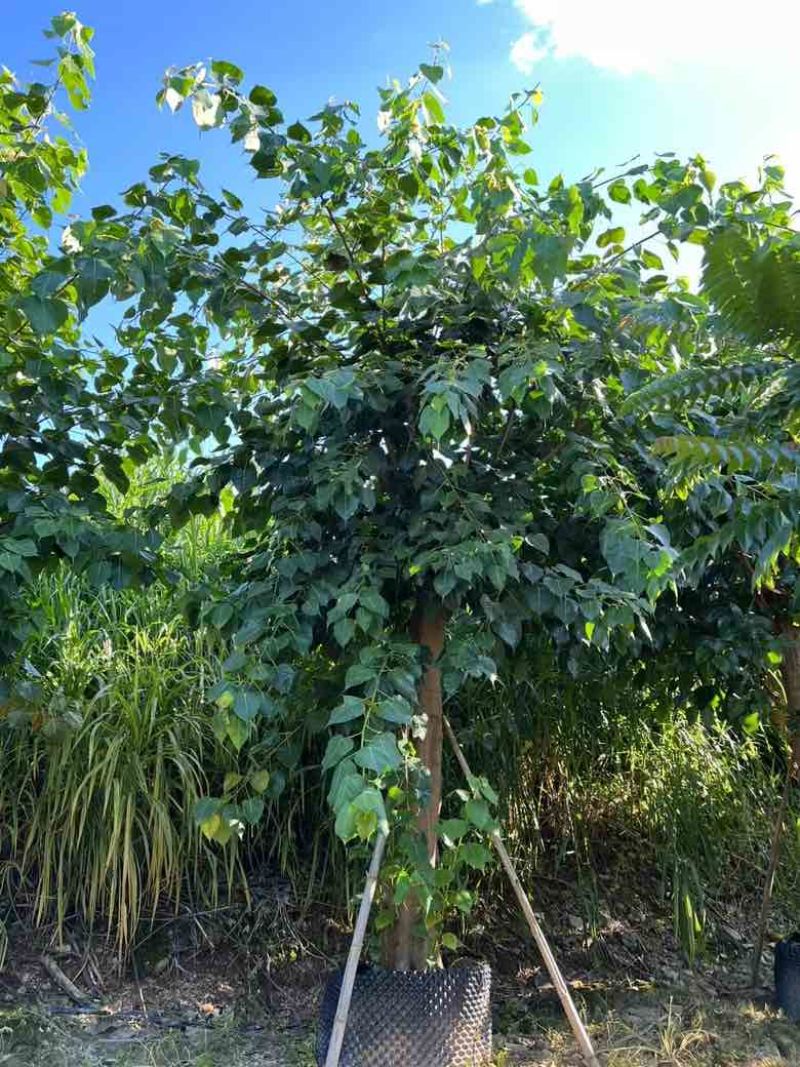 菩提榕3-20分，各种规格低价出售
