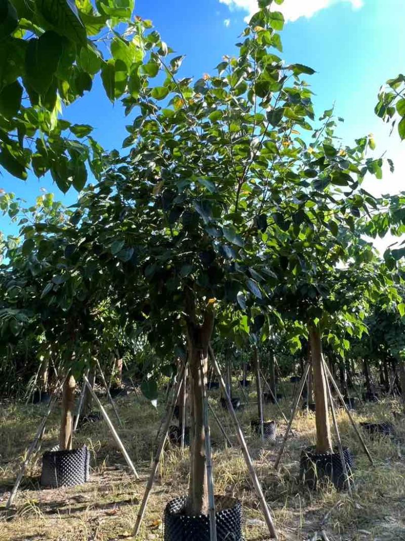 菩提榕3-20分，各种规格低价出售