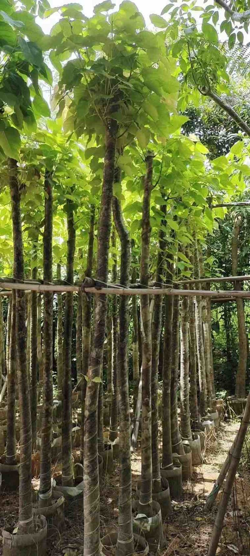菩提榕3-20分，各种规格低价出售